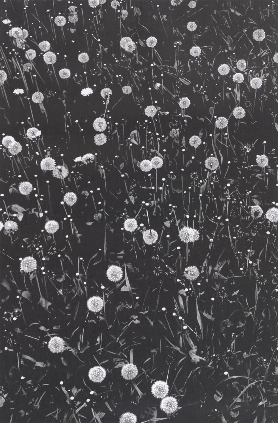 a vertical, detailed, realistic depiction of small flowers in graphite