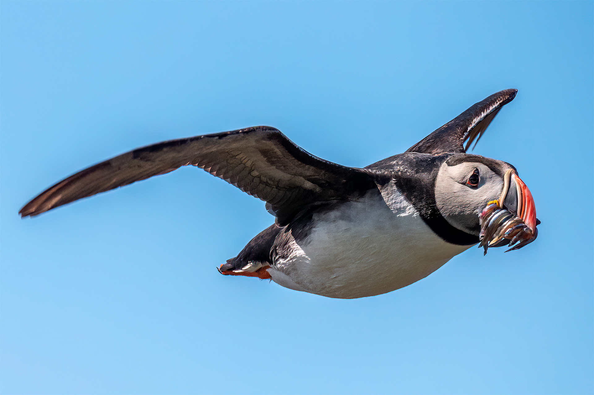 Flying Icelandic puffin with beak full of sardine fish