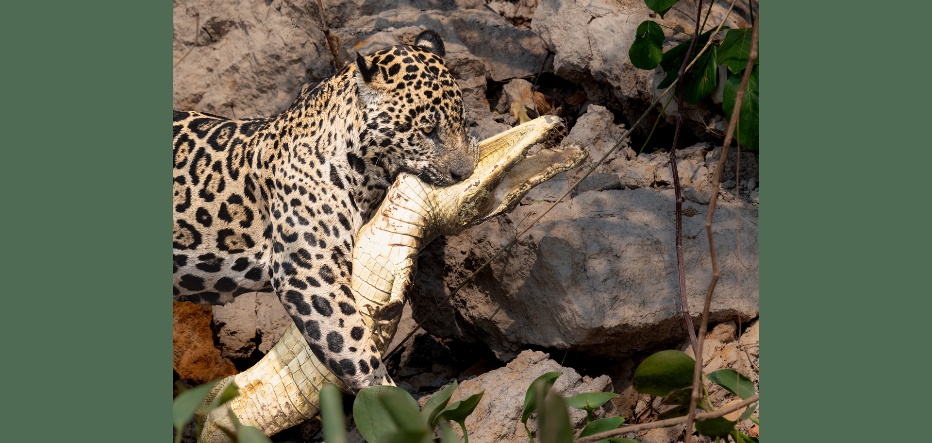 AdobeStock (Created by Candice Gaukel Andrews)