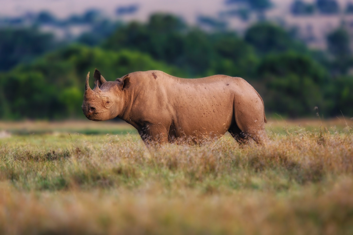A rhinoceros in Africa.