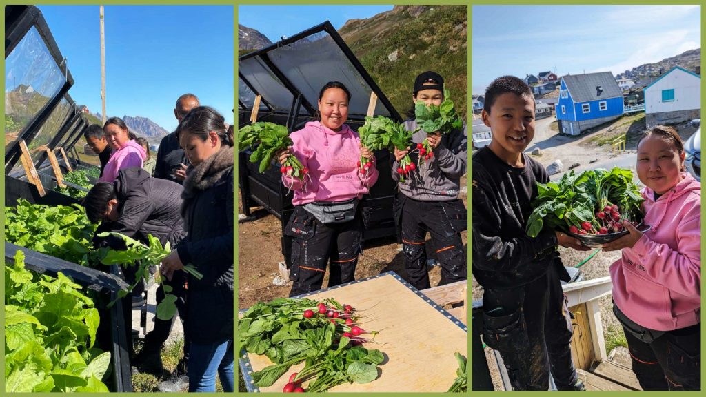 Greenlandic youth harvest beets and other vegetables and produce from Tasiilaq’s Garden