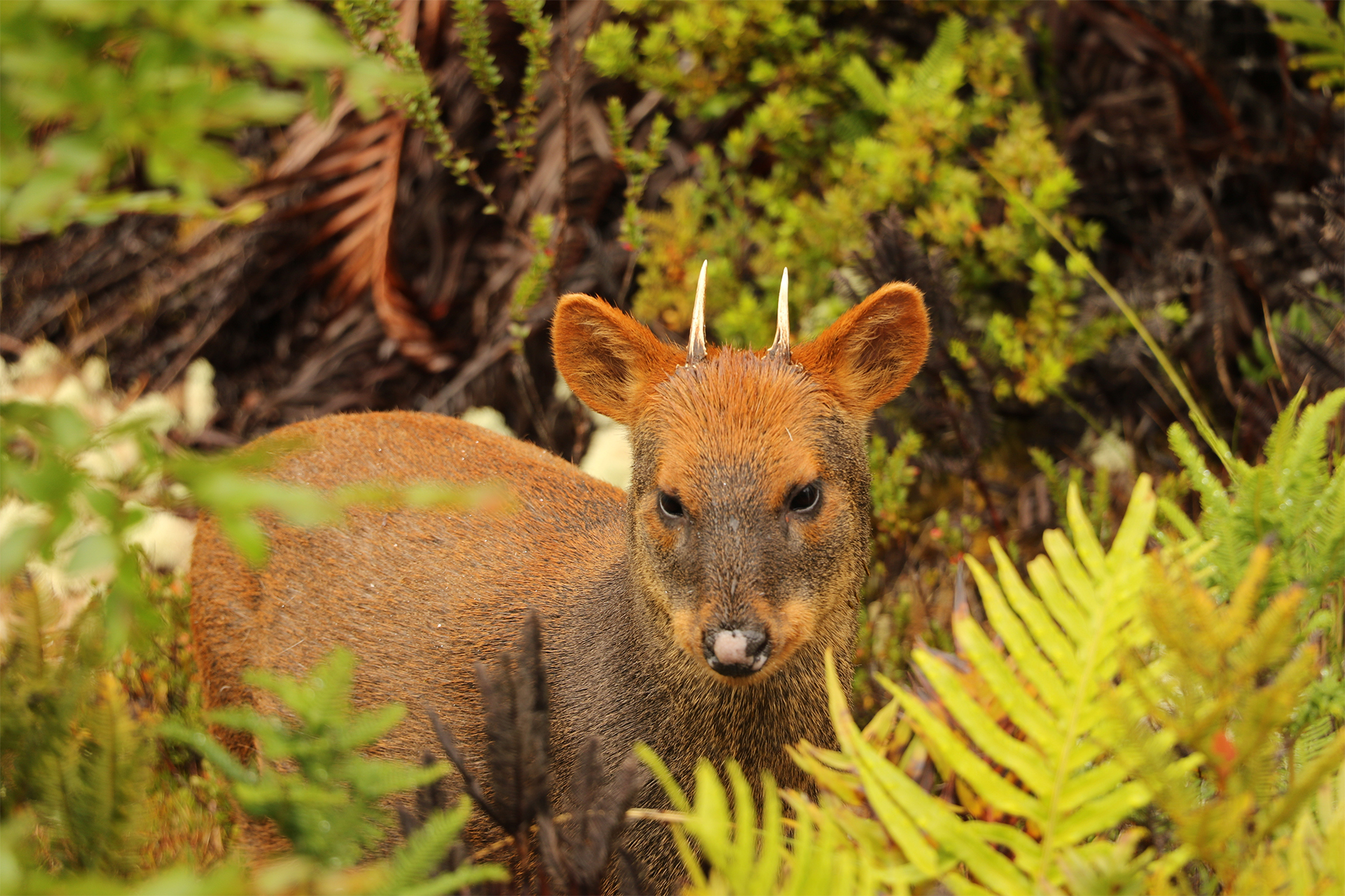 south american patagonia pudu deer