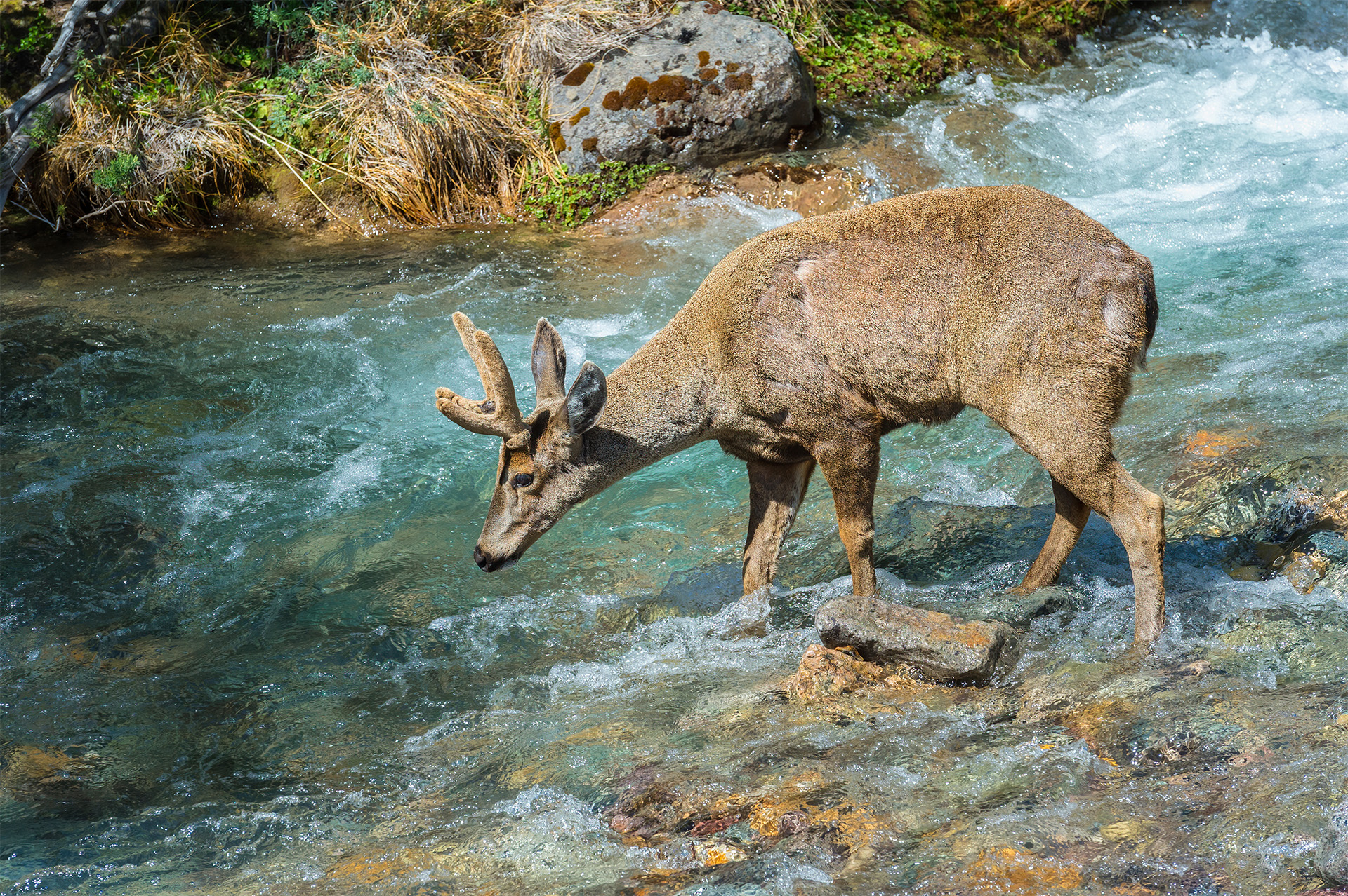 Male South Andean Deer (Hippocamelus bisulcus) crossing a river, Aysen Region, Patagonia, Chile