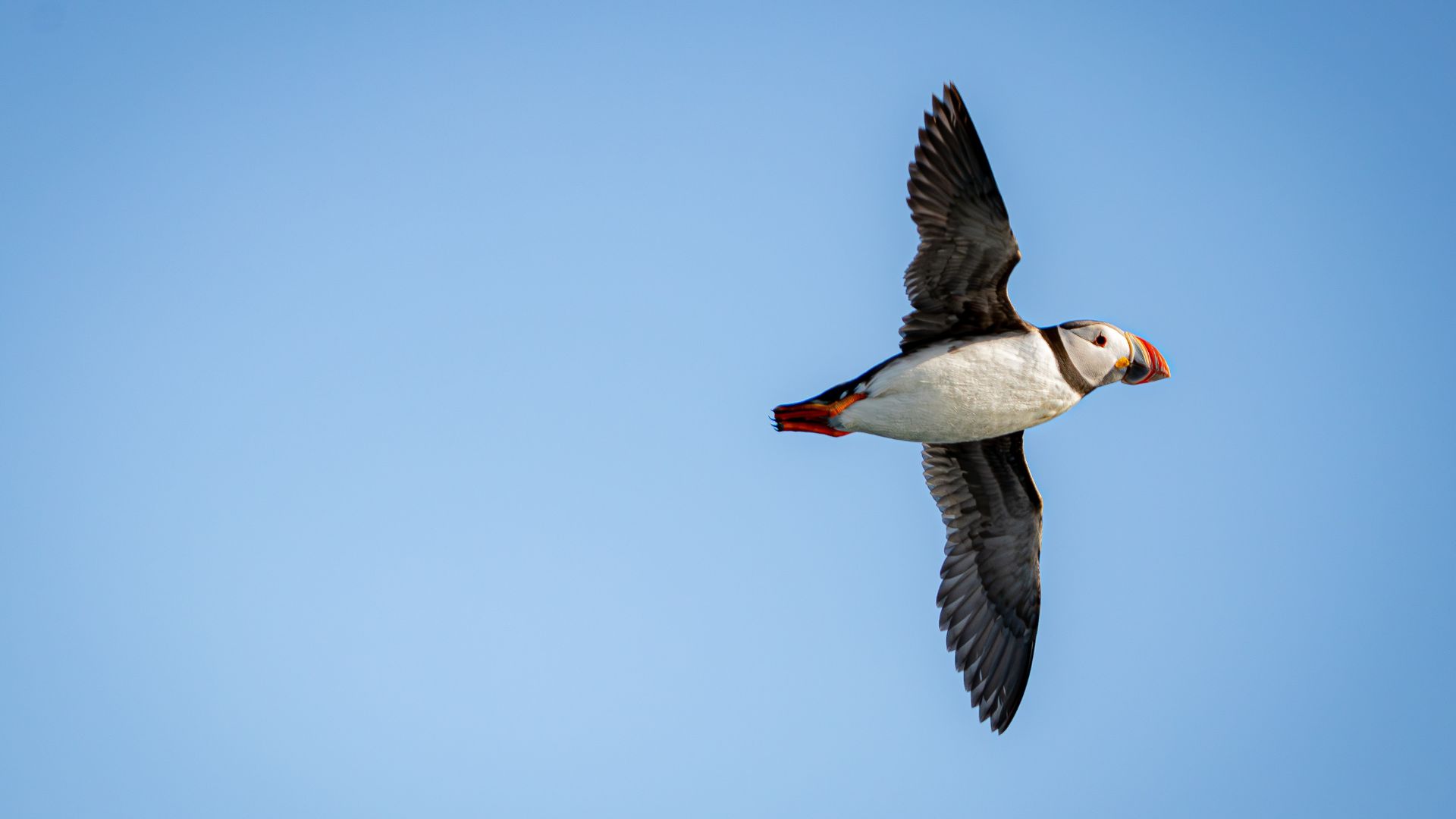 Bird flying in Greenland