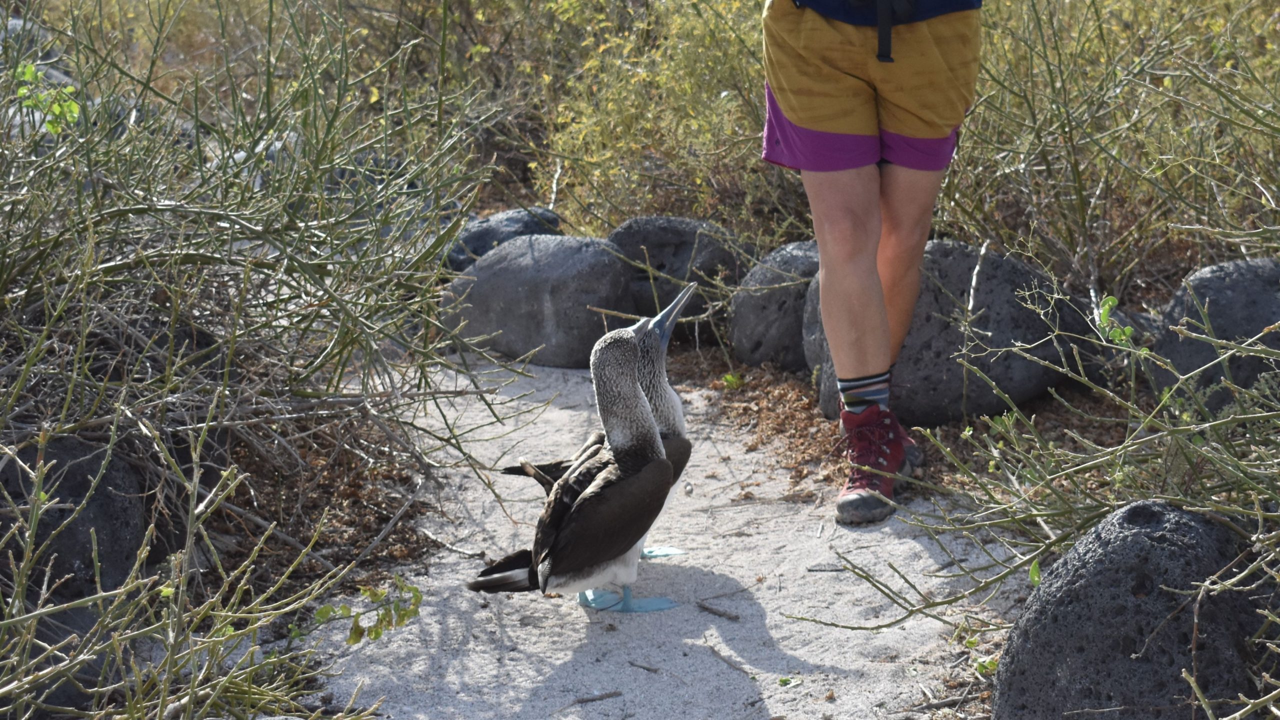Two blue-footed boobies in the Galapagos