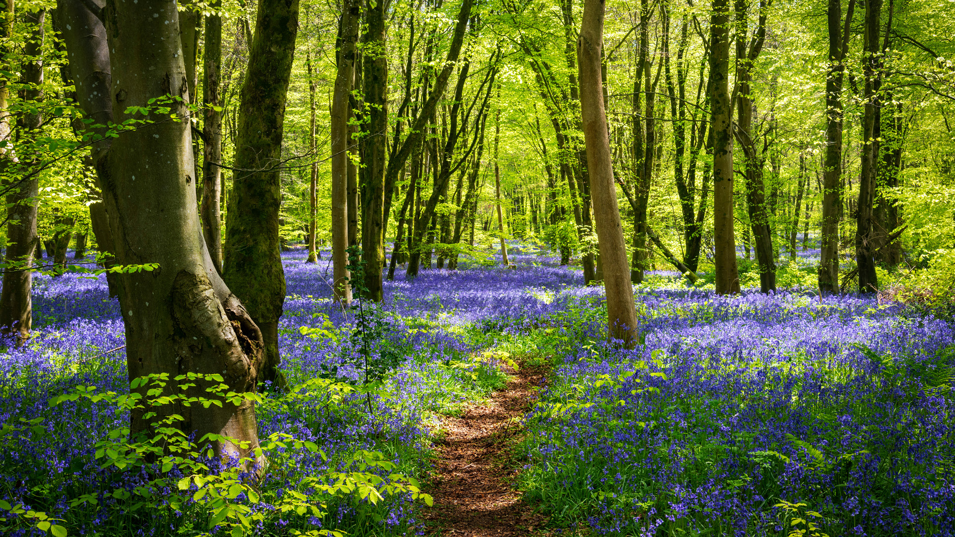Sun streams through bluebell woods with deep blue purple flowers under a bright green beech canopy