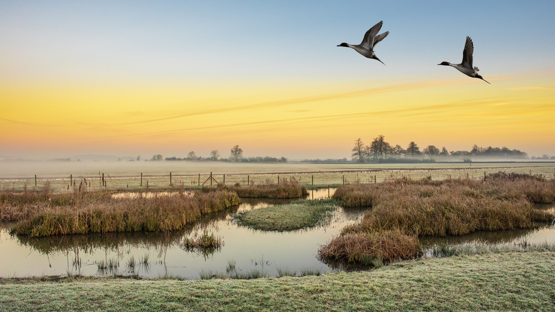 pair of pintail ducks in the sky on a frosty morning over the wetlands