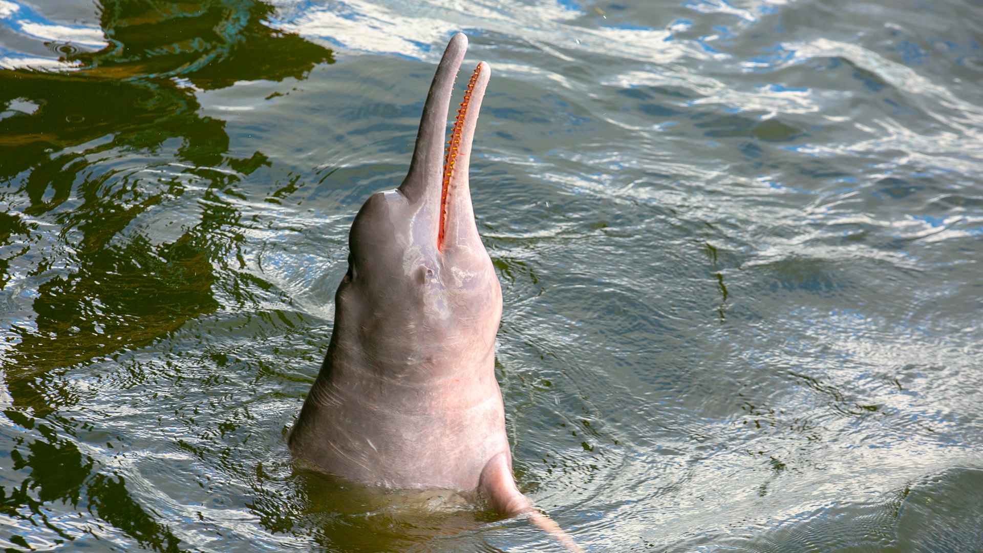 Amazon River Dolphin pink