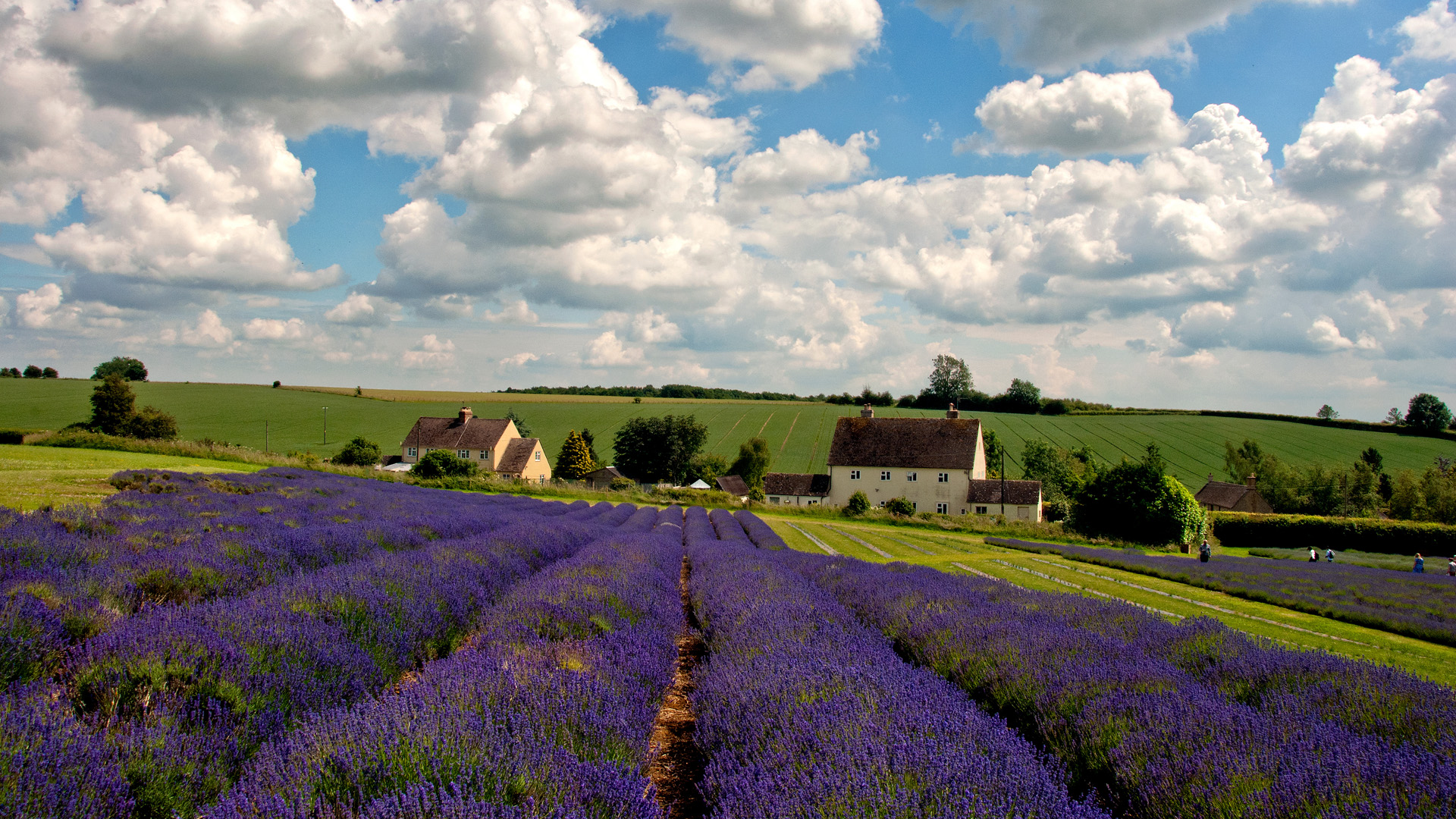 Lavender field summer flowers in the Cotswolds Worcestershire England United Kingdom photography by Andy Evans Photos