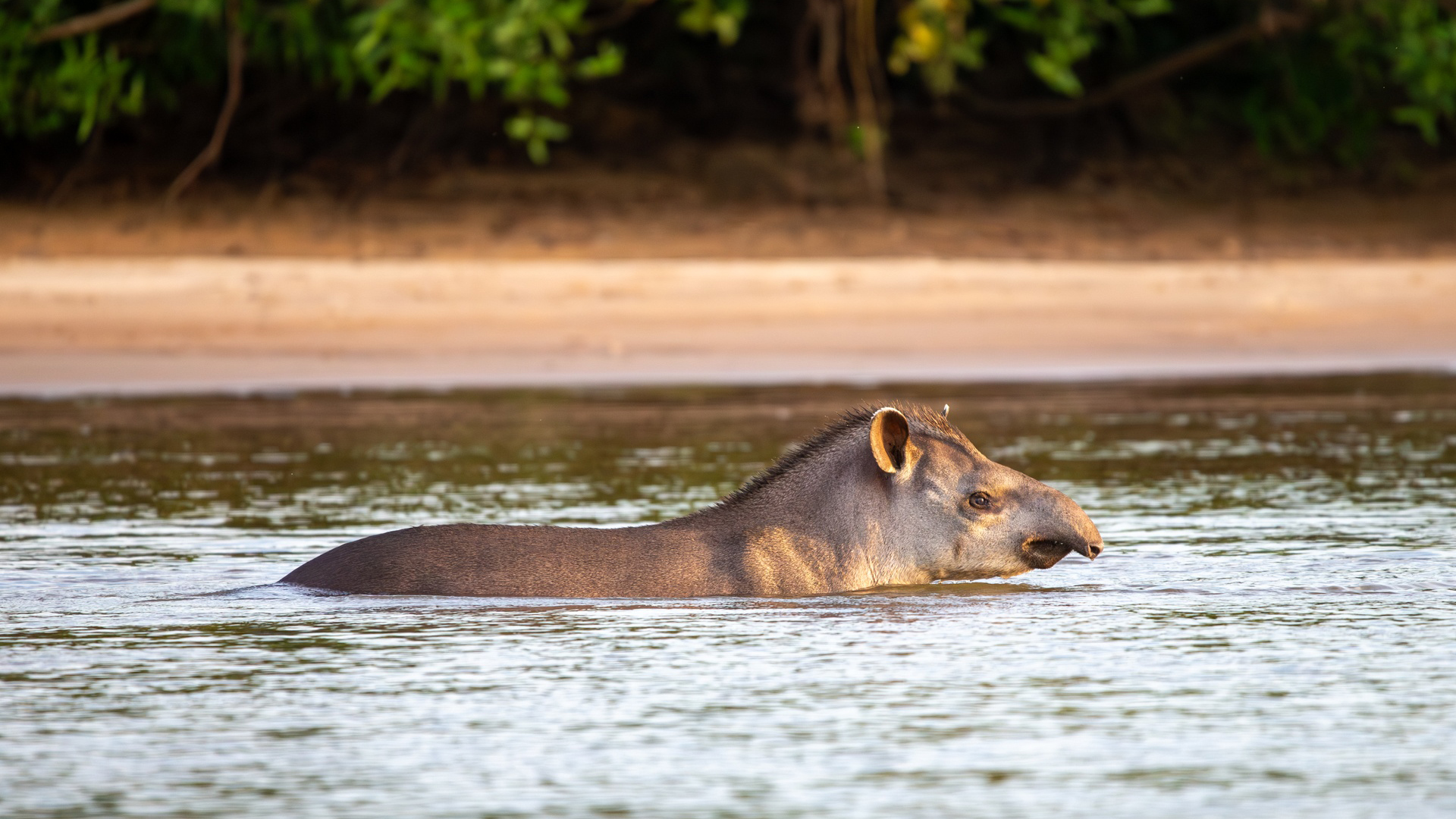 tapir swimming brazil