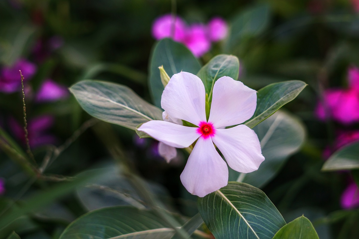 The Madagascar periwinkle