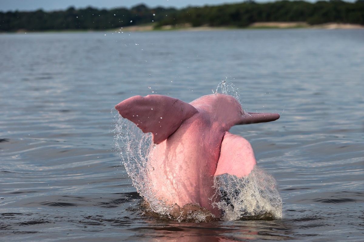 The Amazon Basin holds one-fifth of the world’s freshwater and is a habitat for species such as the pink river dolphin.